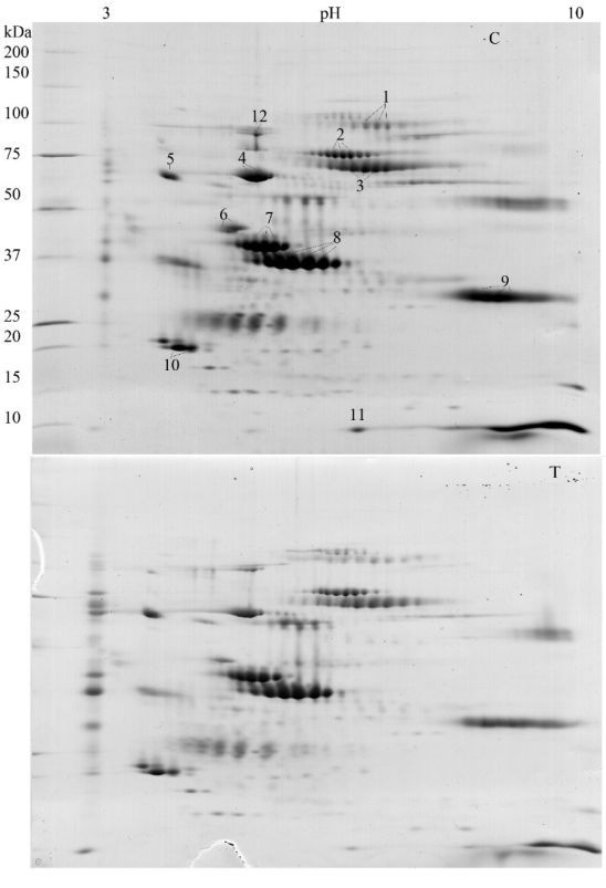 Effects of a Lactobacillus acidophilus D2 enriched diet on yolk protein ...